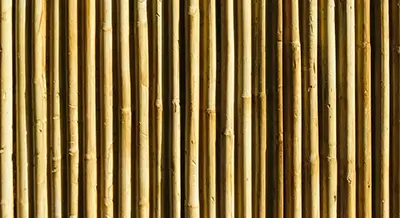 Bamboo